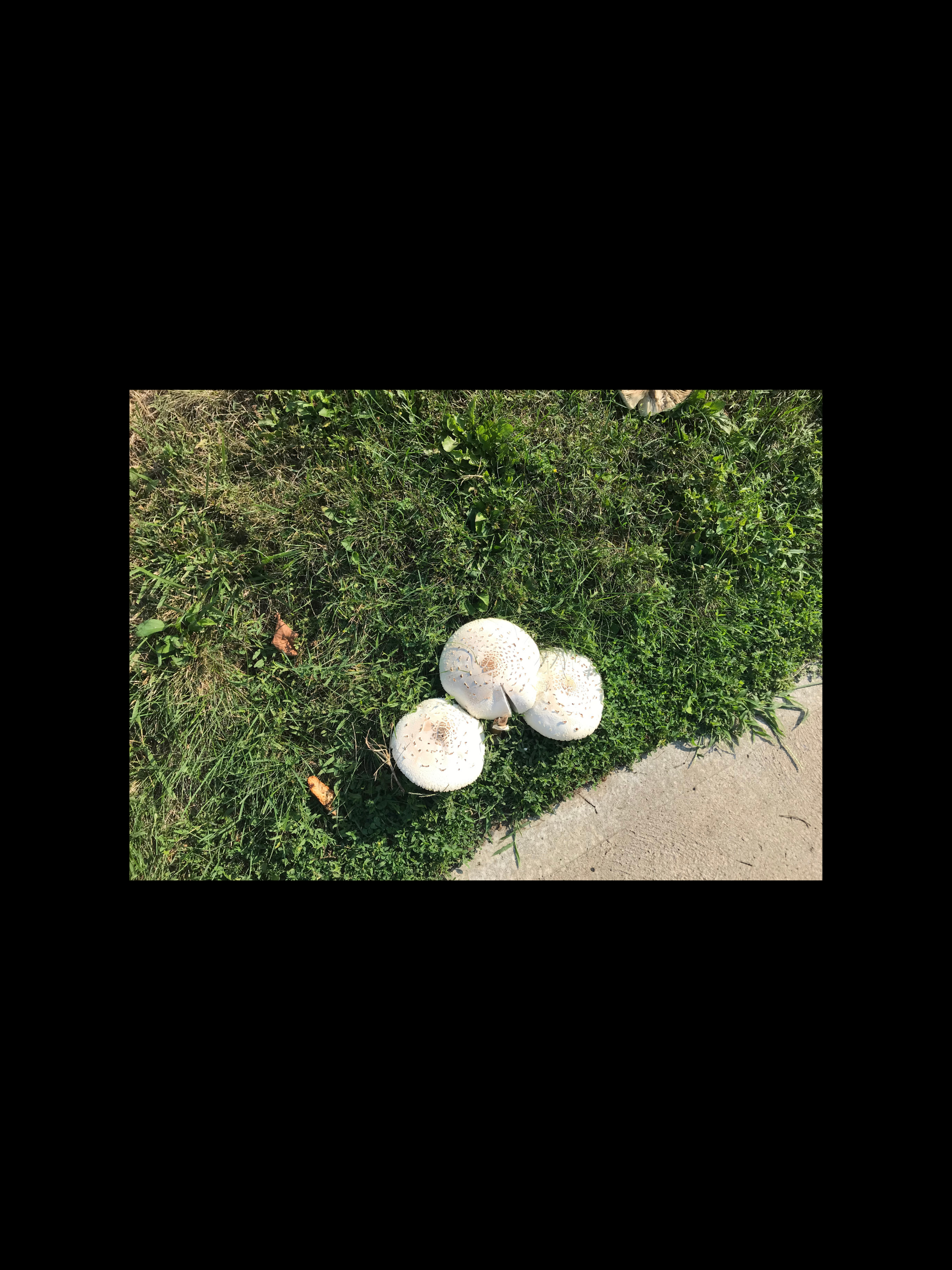 Mushrooms – White Grass