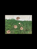 Mushrooms – Brown Grass