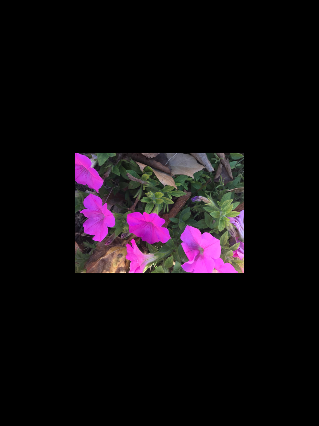 Flowers – Brown Mushrooms