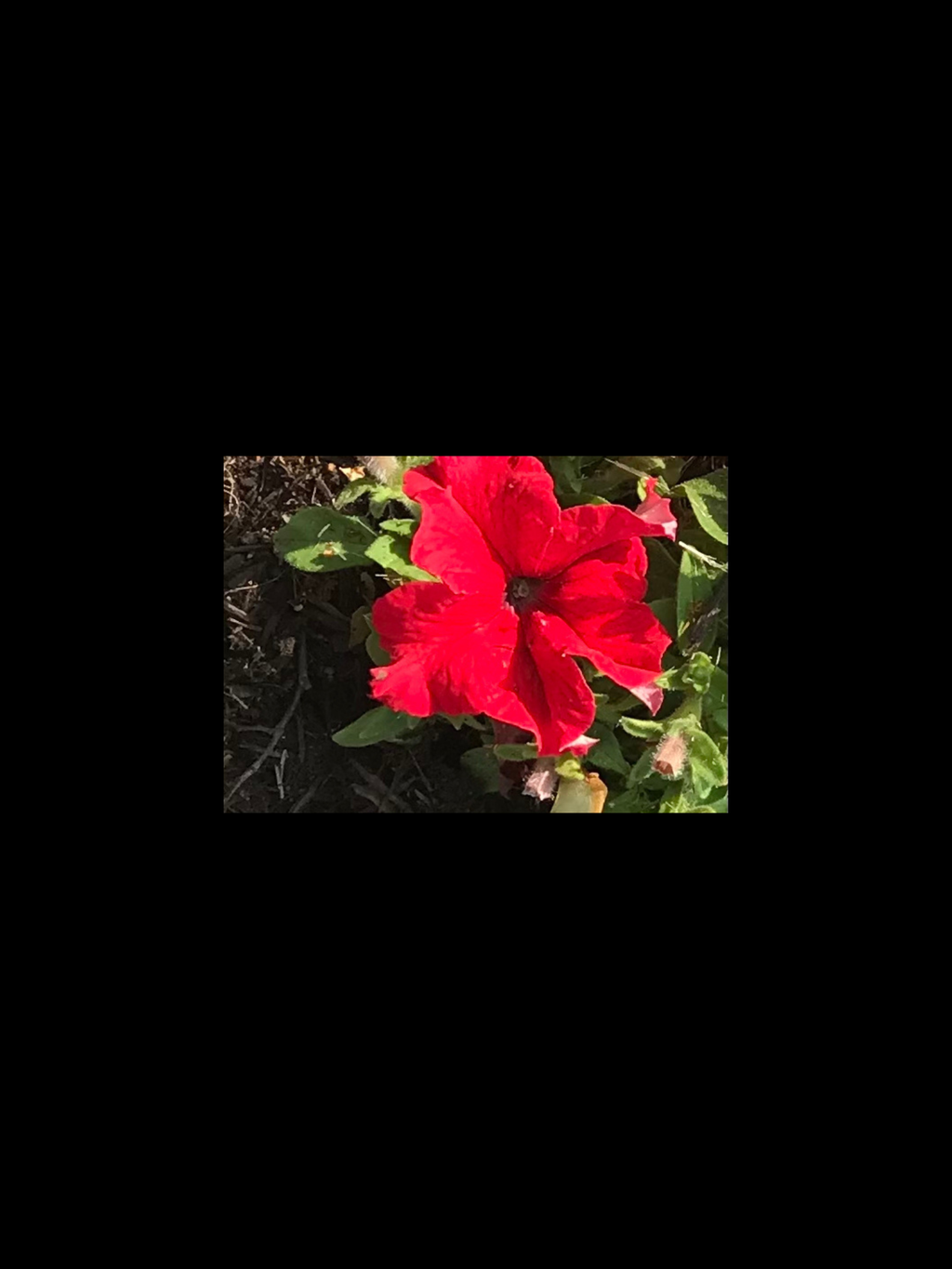 Flowers – Brown Mushrooms