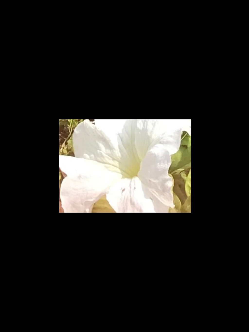 Flowers – Brown Mushrooms