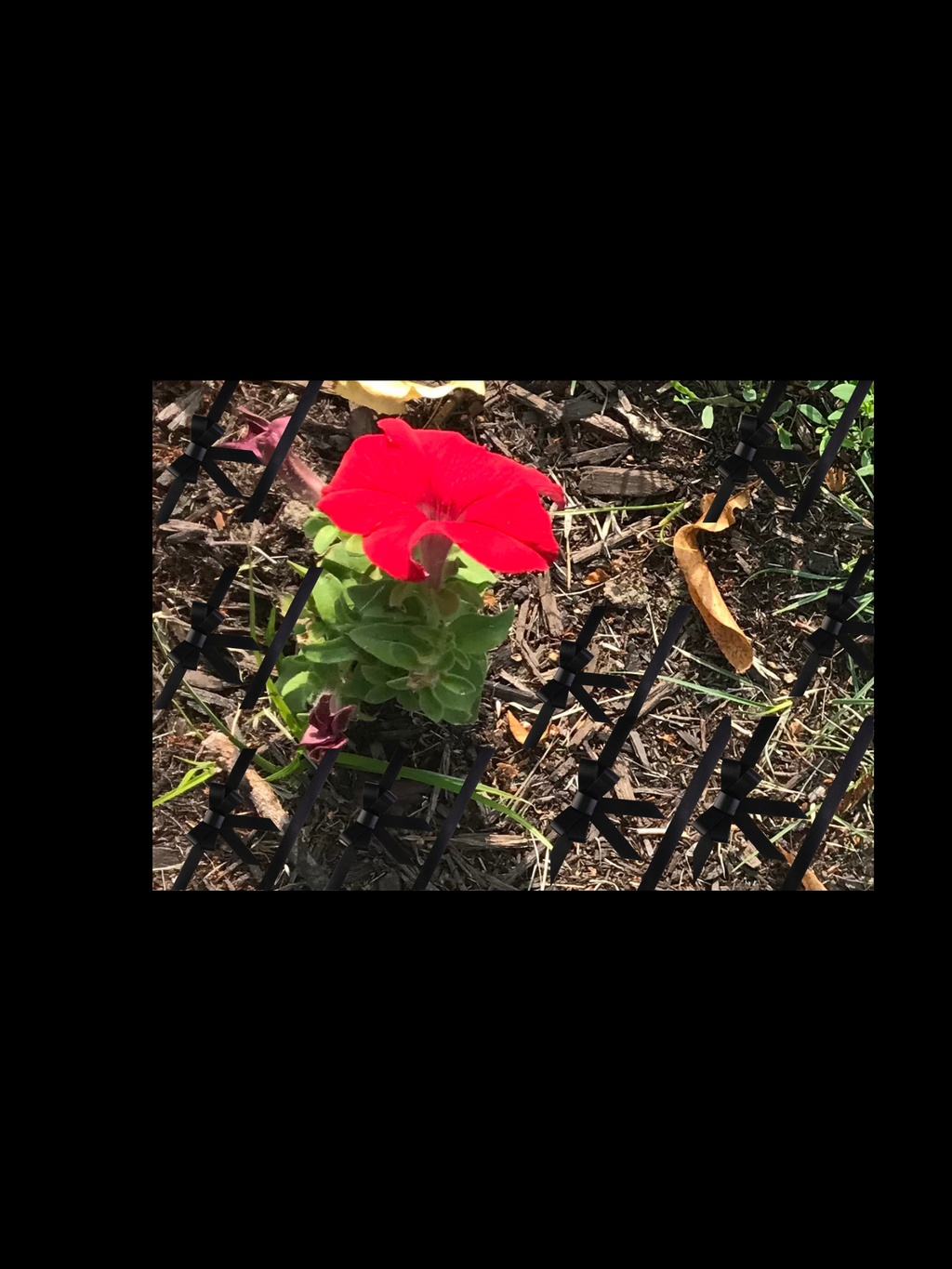 Flowers – Brown Mushrooms