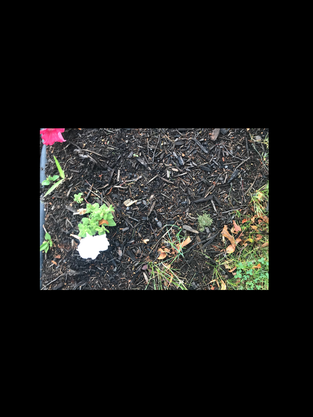 Flowers – Brown Mushrooms
