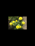 Flower – Yellow Bloom