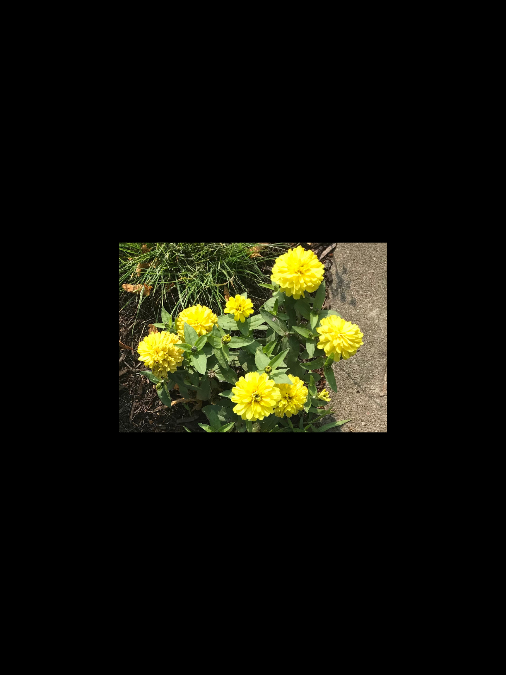 Flowers – Brown Mushrooms