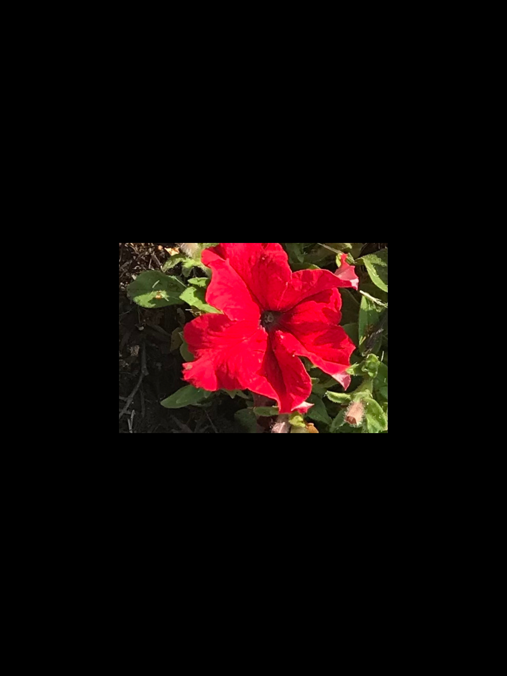 Flowers – Brown Mushrooms