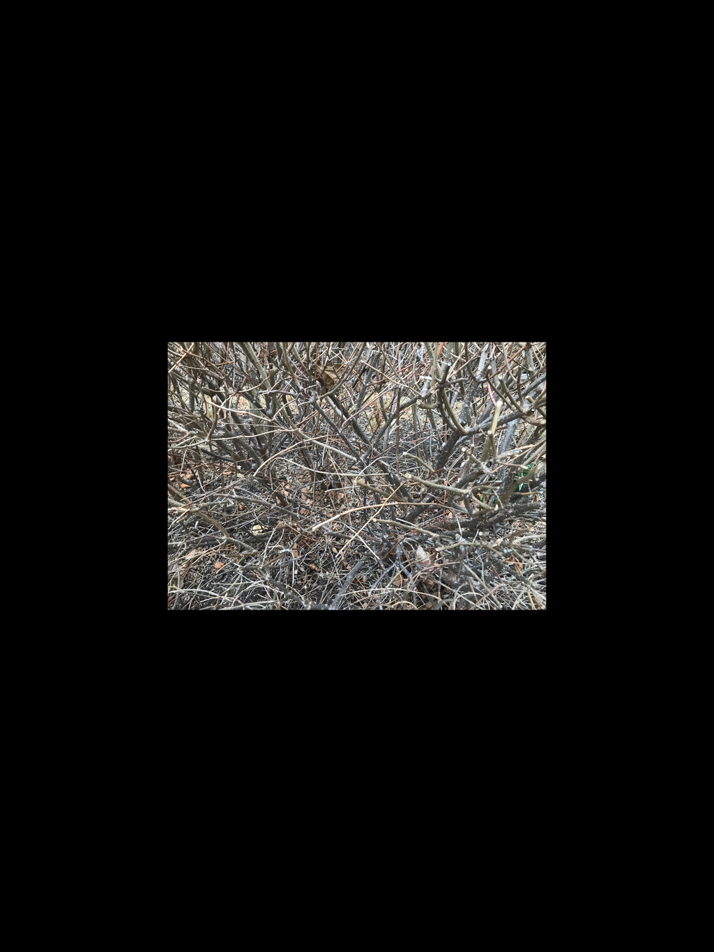 Flowers – Brown Mushrooms
