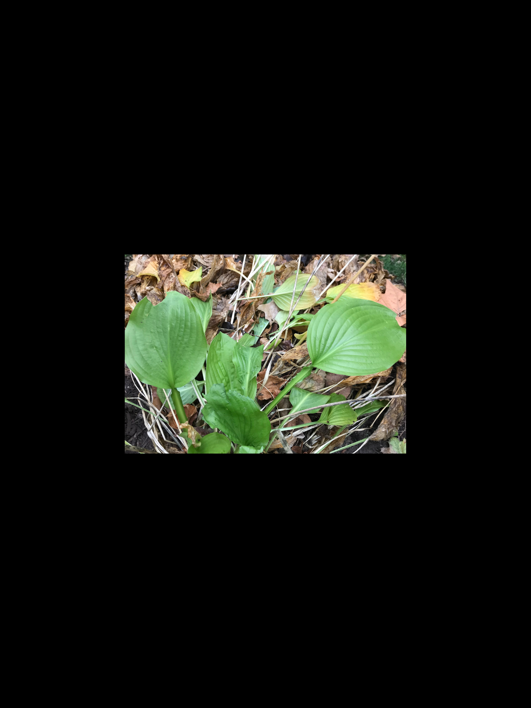 Plants – Green Big Leaf