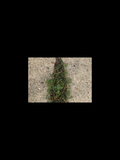 Concrete – Full Green Plants