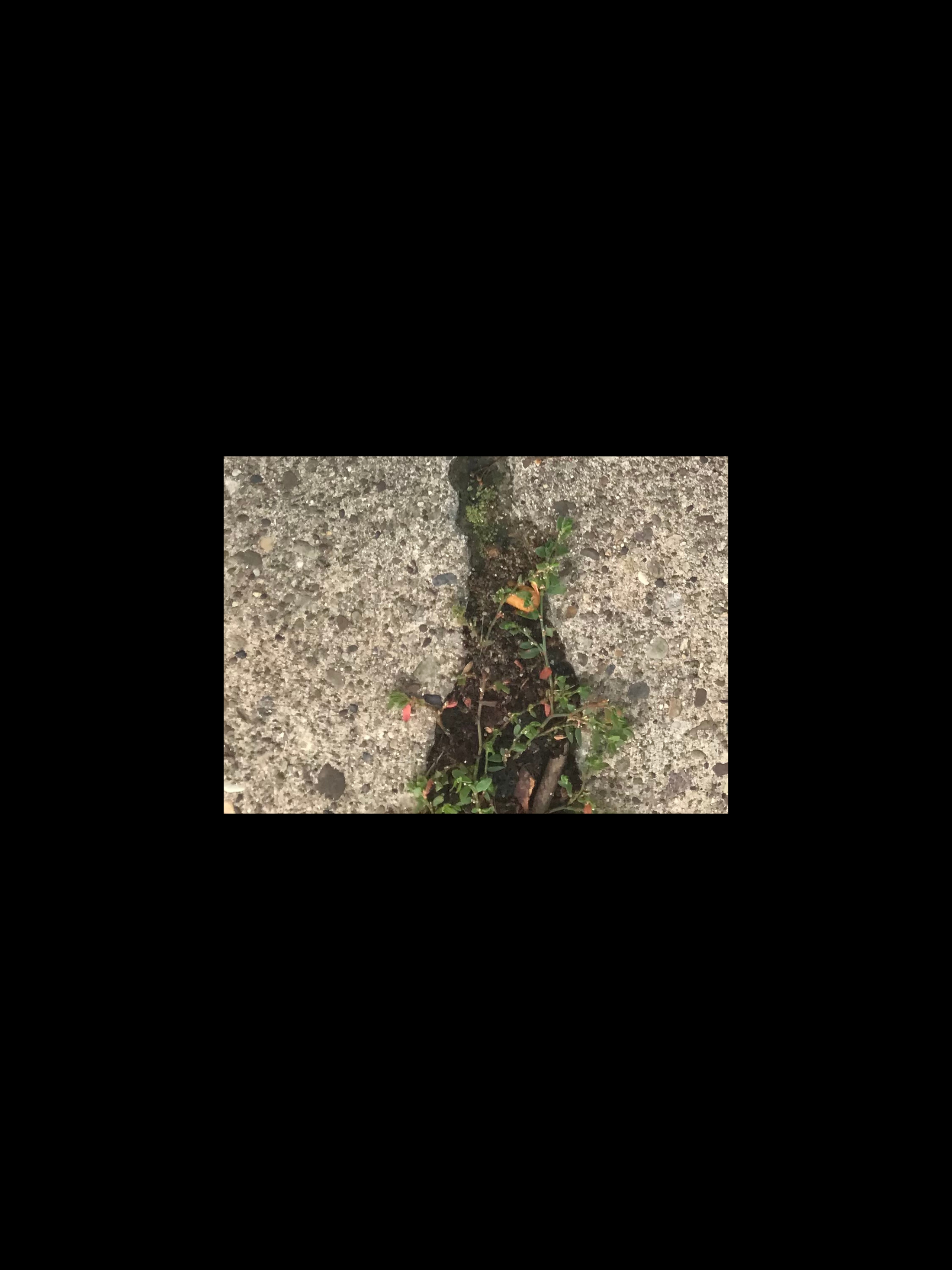 Concrete – Green Plant