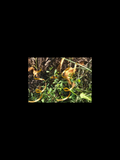Plants – Green & Gold Ribbons