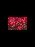 Flowers – Red Leaves