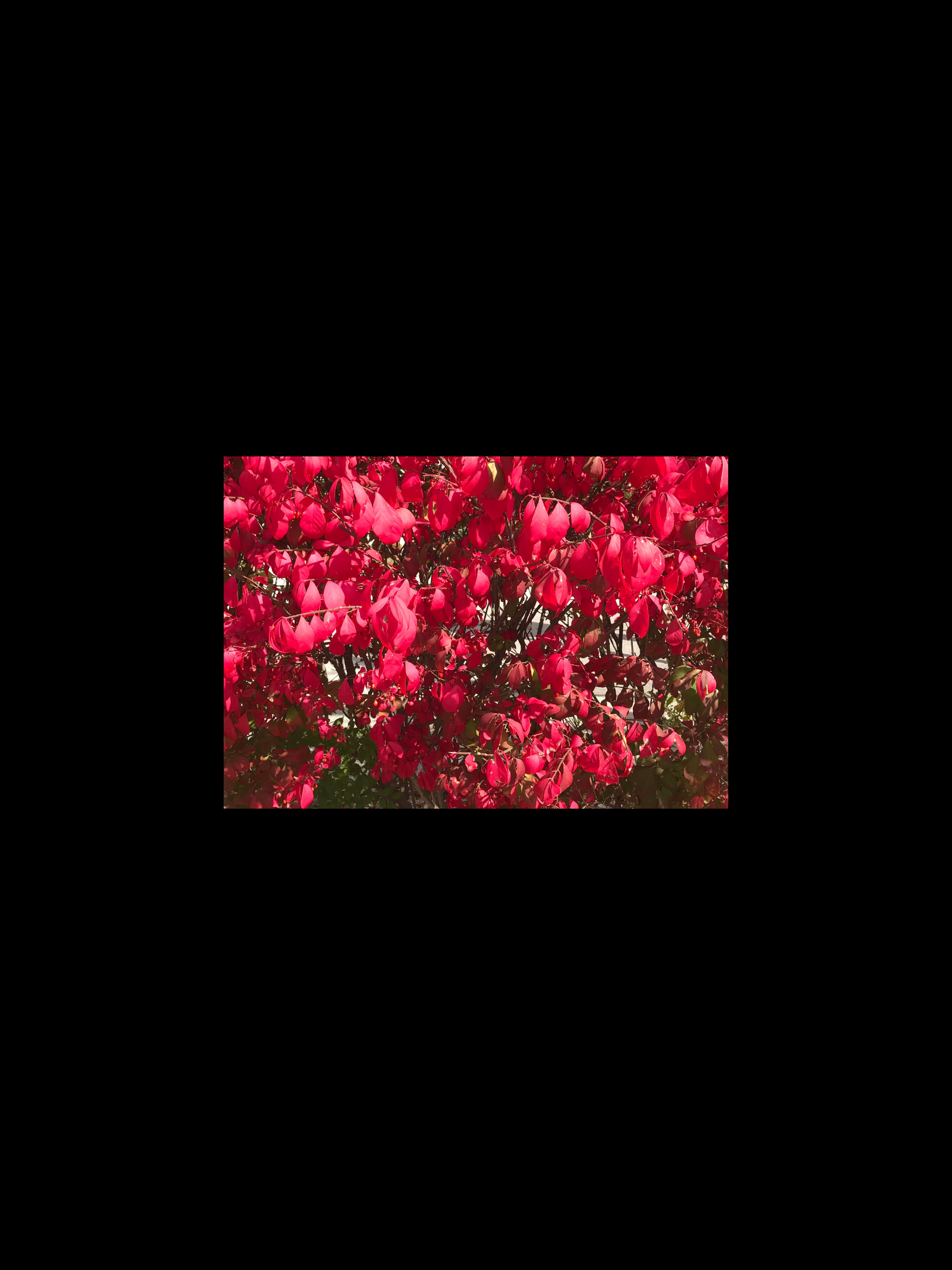 Flowers – Red Leaves