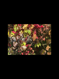 Fall Foliage