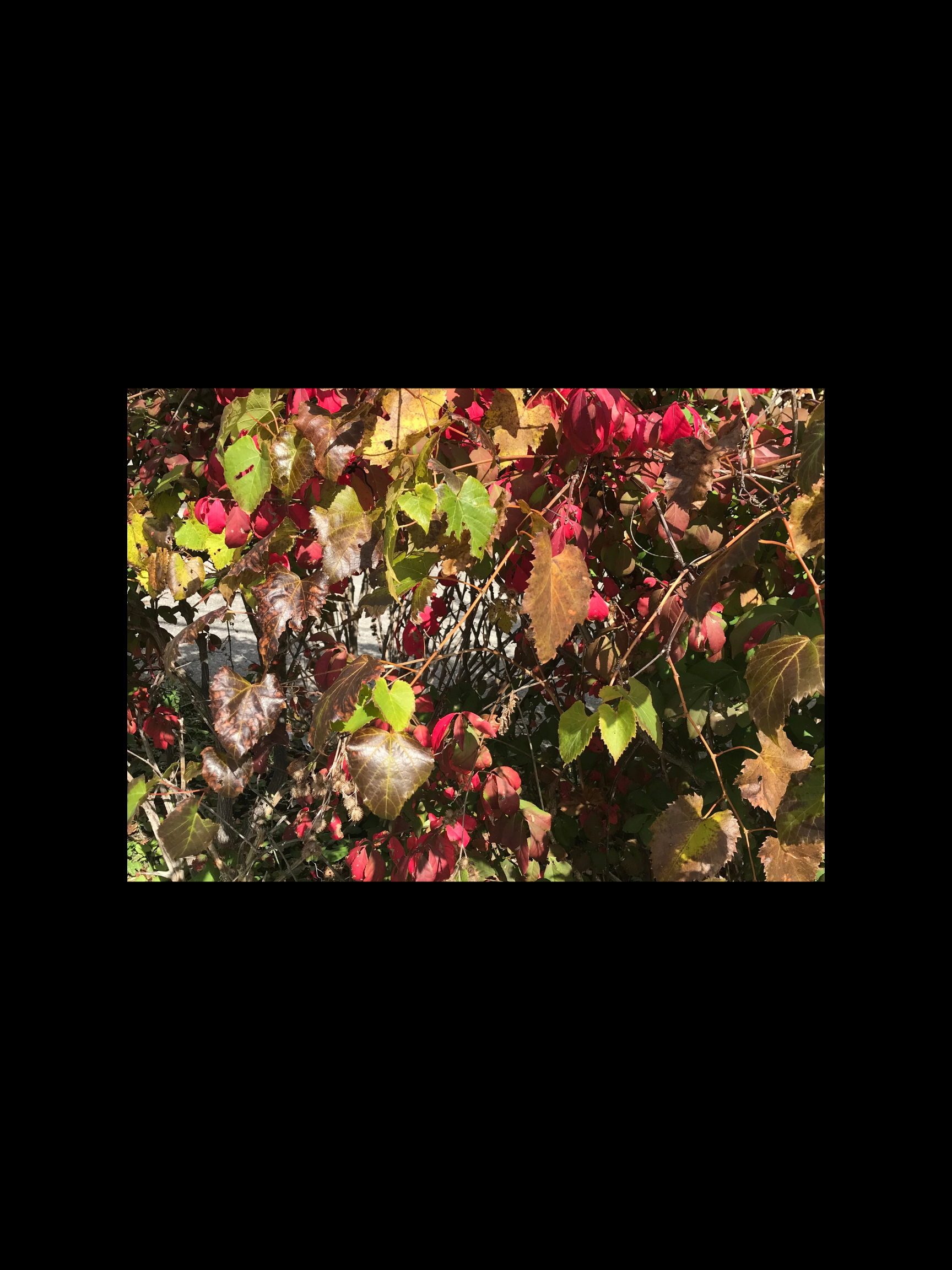 Fall Foliage