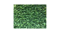Green Foliage