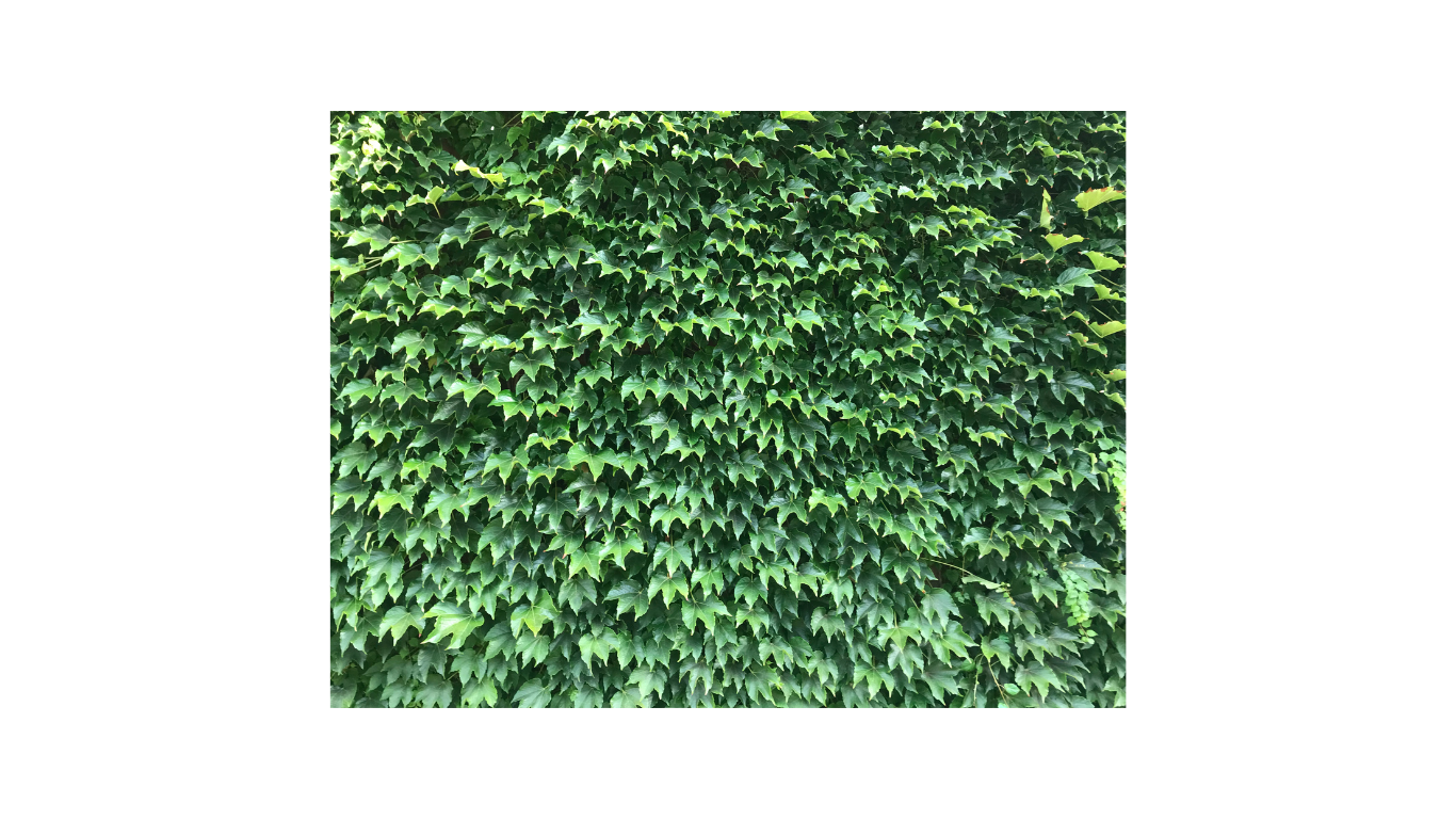 Green Foliage
