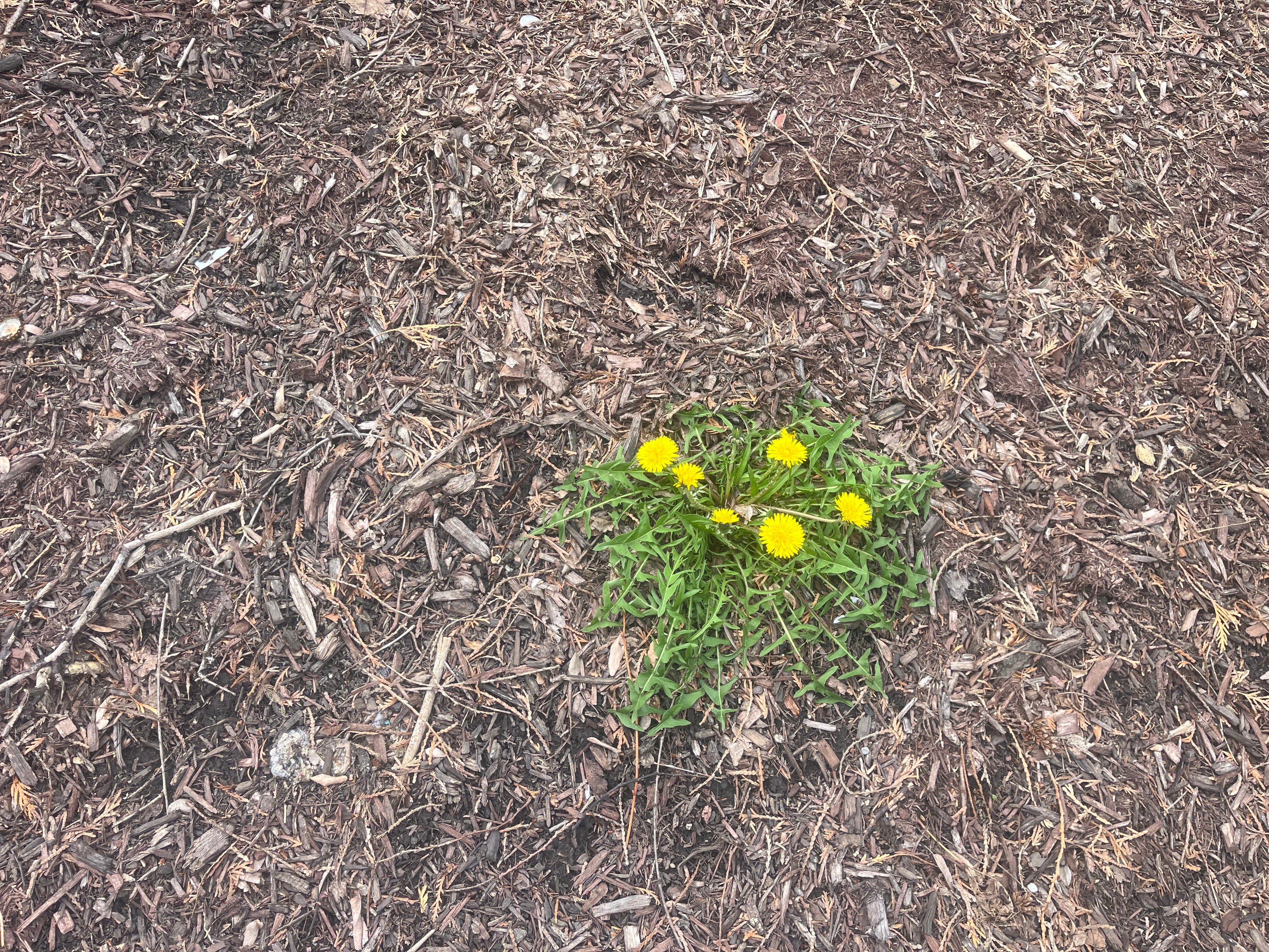 Yellow Flowers